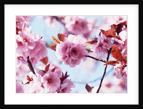 Cherry Blossom Flowers by Anonymous