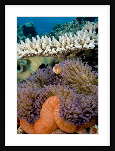 Pink Anemeonefish Peering from Tenticles of Magnificent Sea Anemone by Anonymous