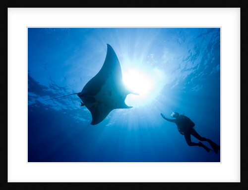Pacific Manta and Scuba Diver by Anonymous