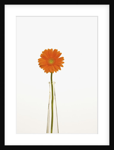 Gerbera Daisy by Anonymous