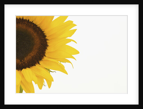 Sunflower by Anonymous
