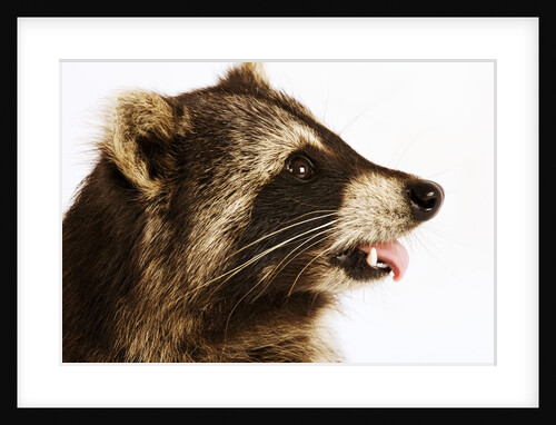 Profile of a Raccoon by Anonymous