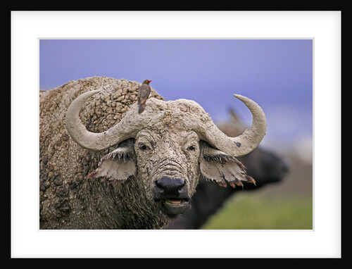 Dirty Buffalo by Anonymous