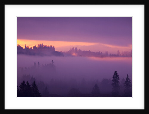 Fog Over Forest in Oregon by Anonymous