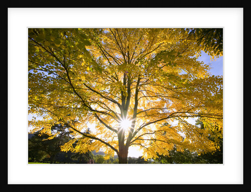 Tree by Anonymous