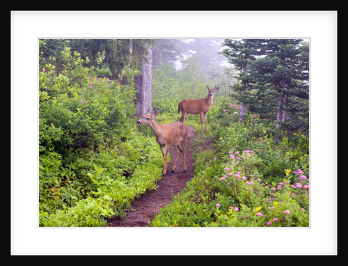 Deer on Trail in Mount Rainier National Park by Anonymous