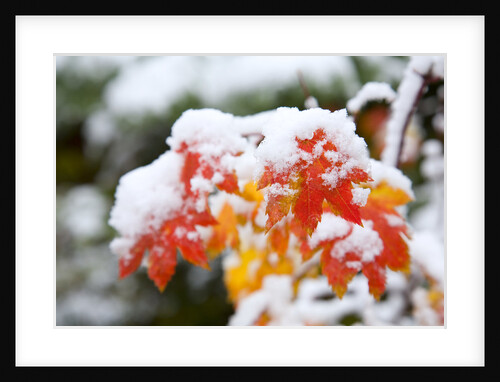 Autumn Leaves Covered in Snow by Anonymous