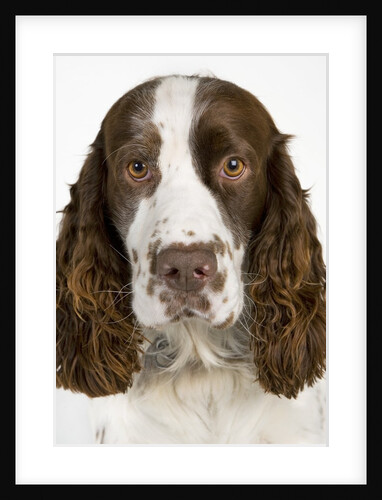 Springer Spaniel by Anonymous