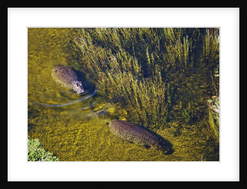 Aerial View of Hippopotamuses by Anonymous