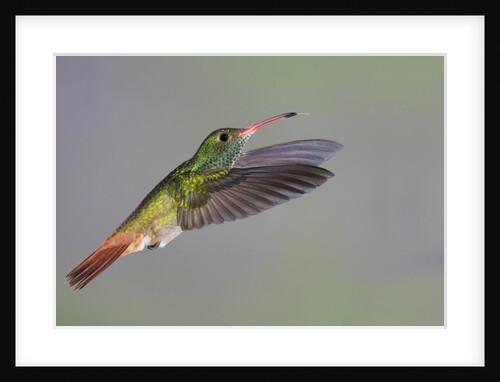 Rufous-tailed Hummingbird by Anonymous