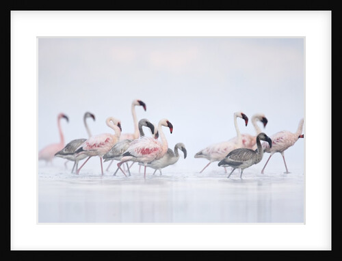 Lesser Flamingoes in Fog by Anonymous