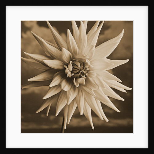 Dahlia with Clouds Behind by Tom Marks