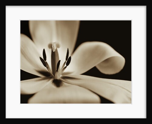 Inside of a Tulip by Tom Marks