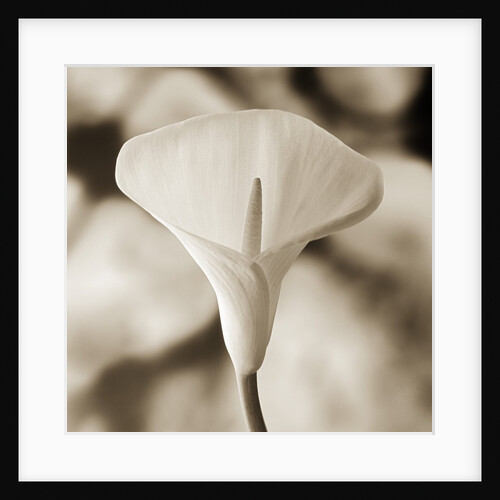 Calla Lily Against White Rocks by Tom Marks