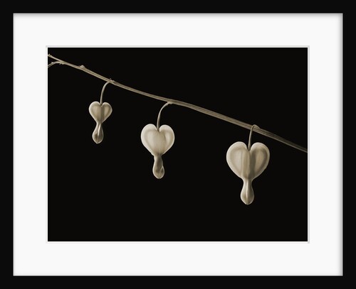 Bleeding Hearts by Tom Marks