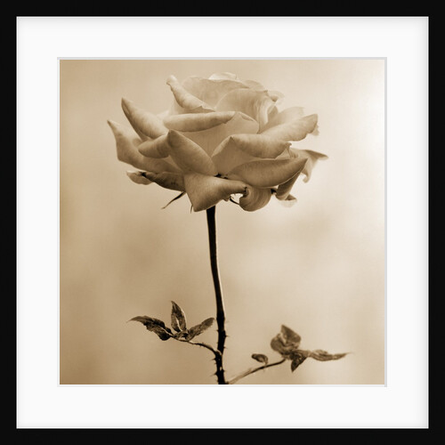 Long-Stemmed Rose by Tom Marks