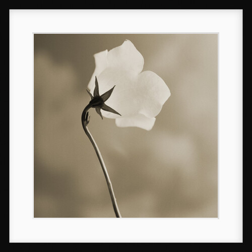 Small White Flower Stands Against Dramatic Sky by Tom Marks
