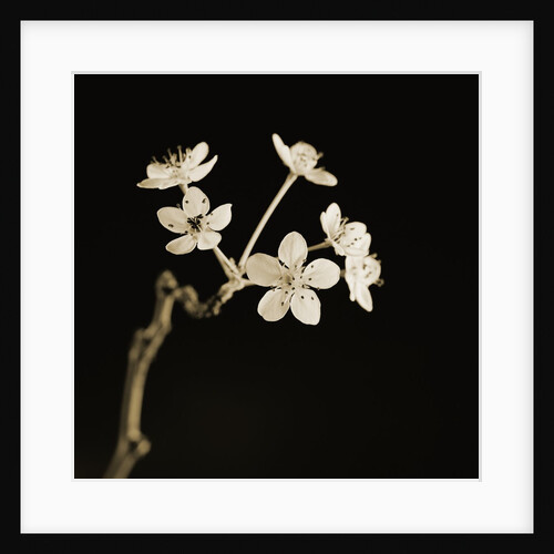 Twig of Tiny Blossoms from Hawthorn Tree by Tom Marks