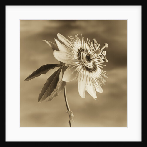 Passion Flower Against the Sky by Tom Marks