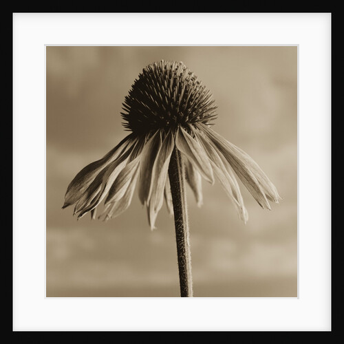 Lone Coneflower by Tom Marks