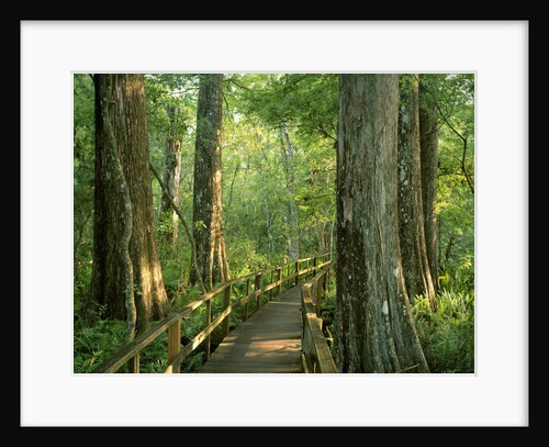 Boardwalk Through Forest of Bald Cypress Trees in Corkscrew Swamp by Anonymous