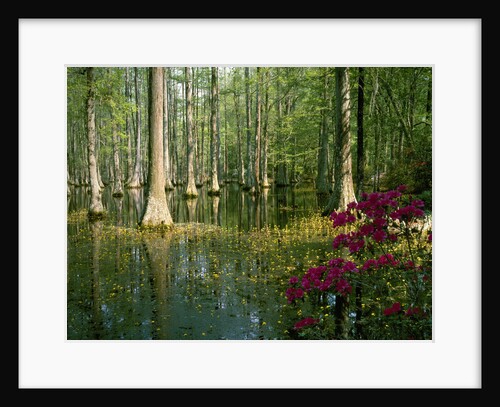 Cypress Gardens in South Carolina by Anonymous