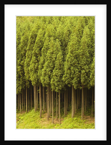 Koya Sugi Cedar Trees by Anonymous