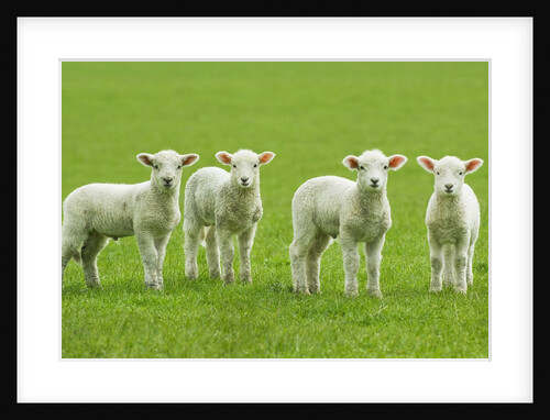 Four Lambs in Pasture by Anonymous