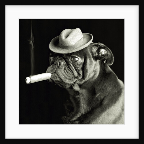 Pug smoking a cigar by Anonymous