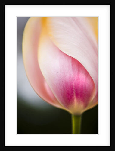 Tulip by Anonymous
