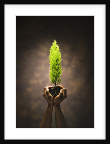 Hands Holding Small Tree by Anonymous