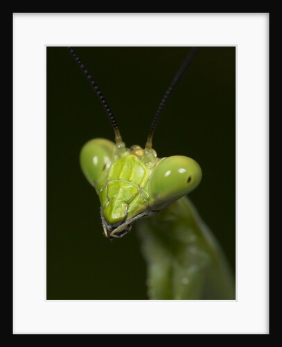 Praying Mantis Face by Anonymous