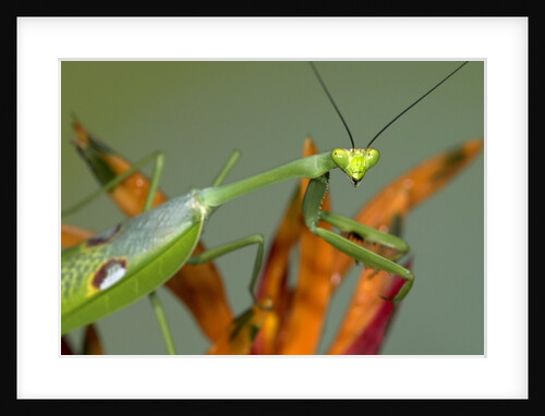 Praying Mantis on Orange Heliconia Flower by Anonymous