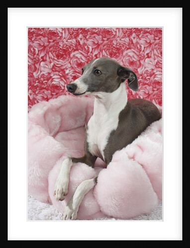 Italian greyhound resting on pink pet bed by Anonymous