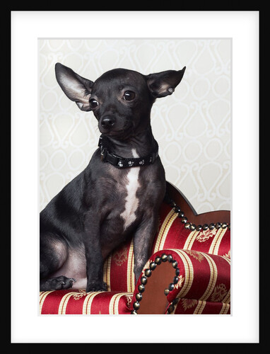 Black chihuahua perking his ears by Anonymous