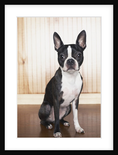 Boston terrier by Anonymous