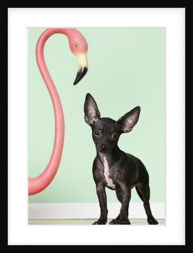 Chihuahua next to pink flamingo by Anonymous