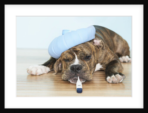 English bulldog feeling sick by Anonymous