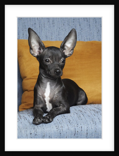 Black chihuahua by Anonymous
