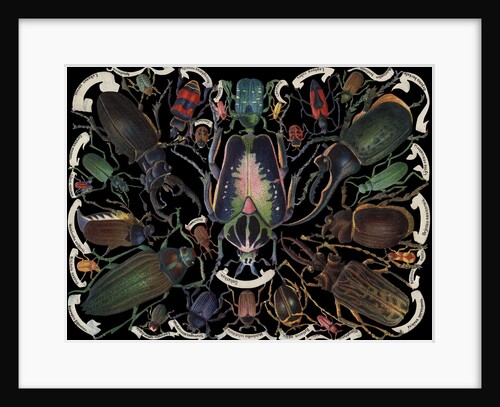 Die-Cut Scrap with Variety of Beetles by Anonymous