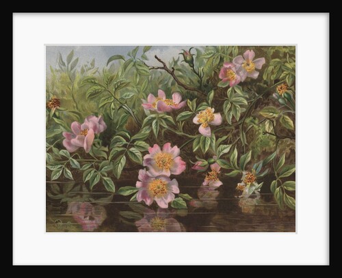 Postcard with Flowers Reflected in Water by Anonymous