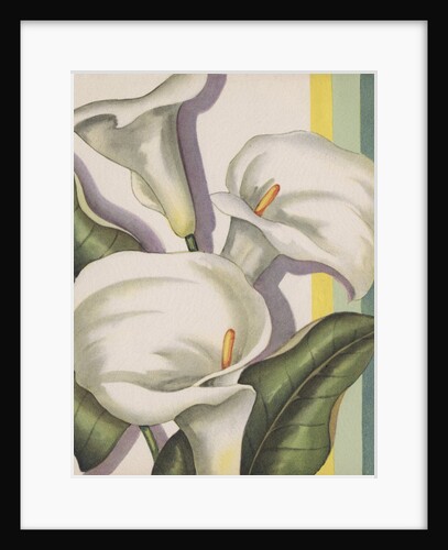 Illustration of Calla Lilies by Anonymous