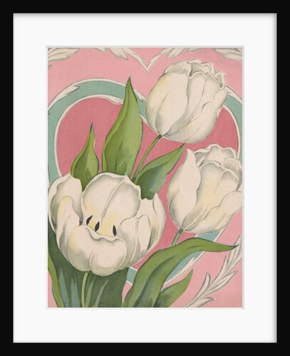 Illustration of White Tulips by Anonymous