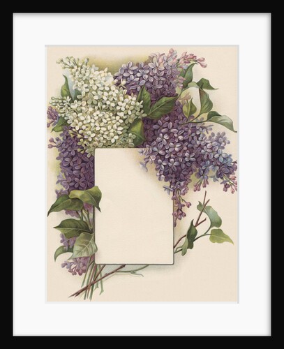 Victorian Illustration of Lilac Border by Anonymous