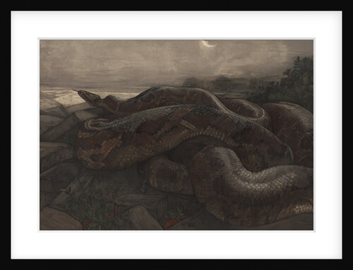 Kaa the Python by Charles Maurice Detmold