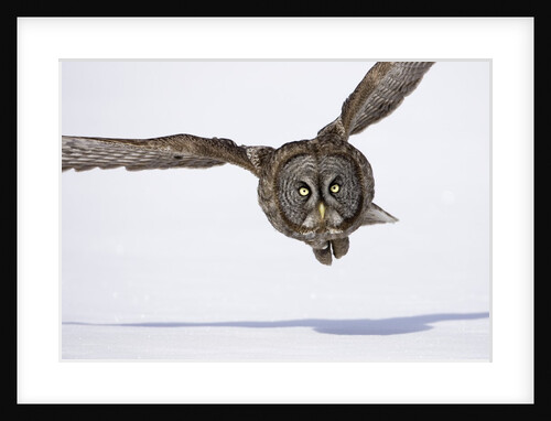 Great Gray Owl Hunting Over Snow by Anonymous