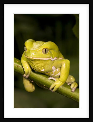 Monkey Tree Frog on Branch by Anonymous