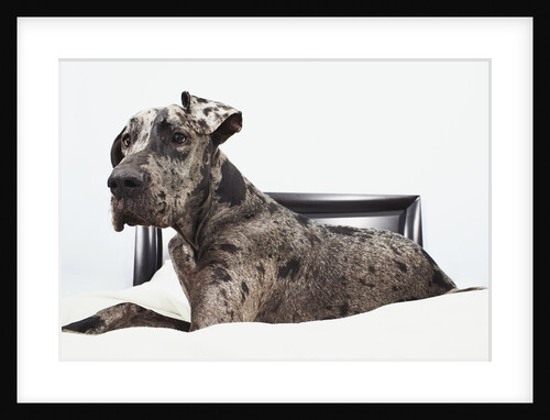 Great Dane on bed by Anonymous