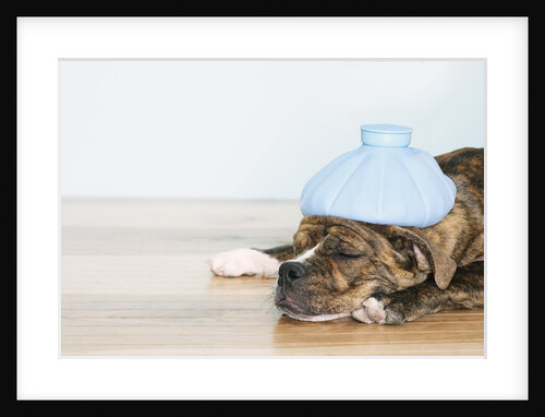 English bulldog feeling sick by Anonymous