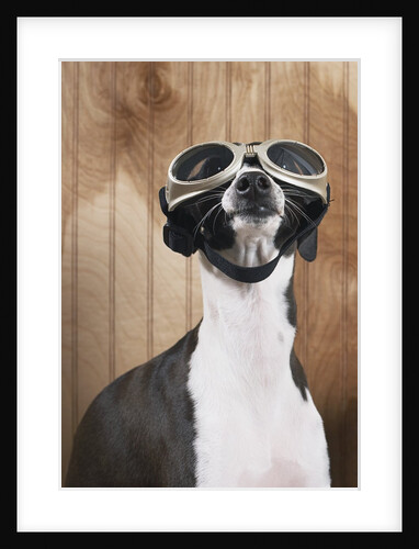 Italian greyhound wearing goggles by Anonymous